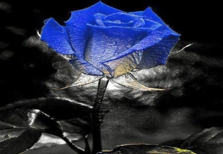 Blue Rose - petal, blue roses, single, kekete background, black background, lovely