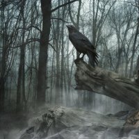 Raven among the woods