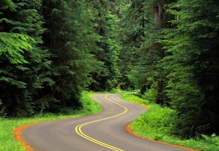 Nice Road In Forest - beauty, fresh, way, good, track, perfect, road, nature, amazing, forest, cool, green