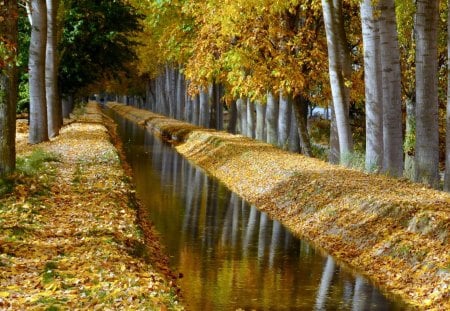 Autumn - autumn, trees, park, foliage, creek, nature, fall, forest, beautiful, river, jungle, leaves