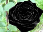 Black Rose