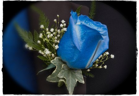 Blue Rose - flowers, rose, flower, blue