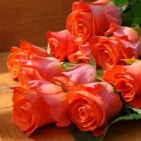 Orange Roses