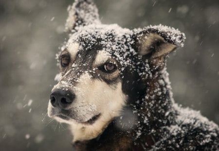 Enjoying the snow - animal, puppy, dog, snow