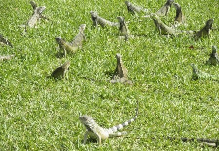 Iguana meetings in Aruba Island - photography, grey, iguana, green, grass