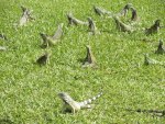 Iguana meetings in Aruba Island