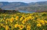 *** Field of sunflowers ***