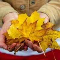 *** Autumn leaves ***