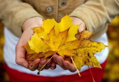 *** Autumn leaves *** - leaves, nature, hands, autumn