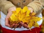 *** Autumn leaves ***