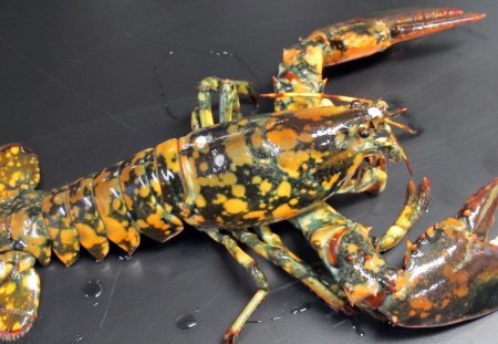 Very rare Calico Lobster - pliers, calico lobster, water, yellow, rare, beautiful, sea, ocean, black, animal