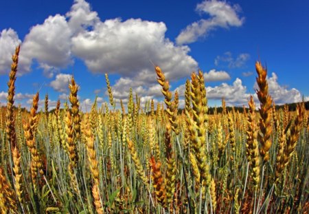 *** Field sown with wheat *** - nature, fields, sky, wheat, blue