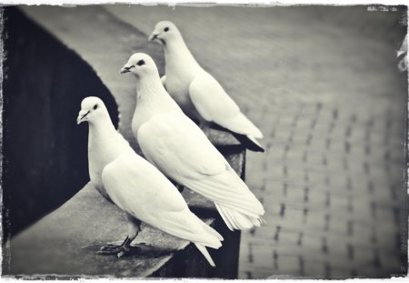 Three  White Dove - birds, white, dove, black and white, doves