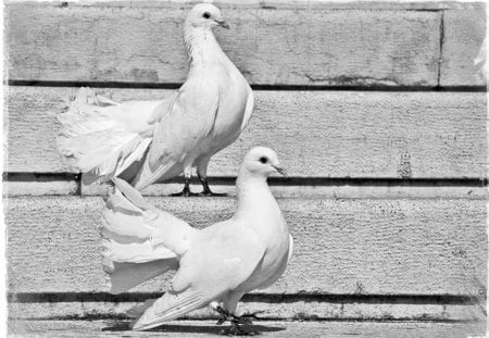 White Doves - white, doves, black and white, dove