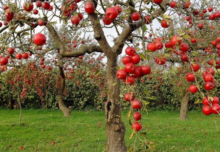 autumn red apples - red, grove, aplles, autumn, grass