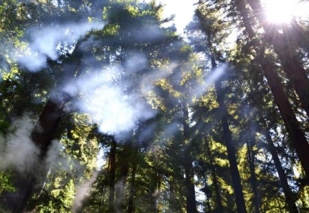 breaking through the trees - fog, forest, tall, sun