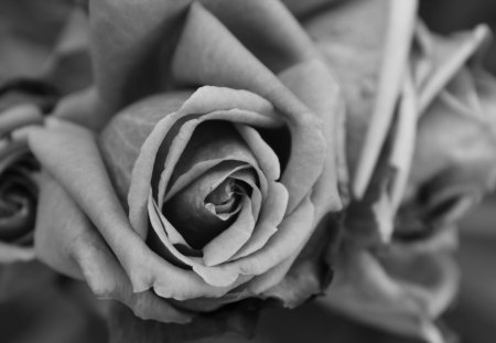 * - nature, beautiful, photography, perfect, bw, rose, flower