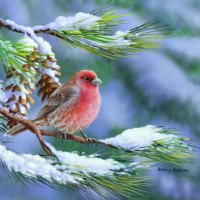 Winter perch-house finch