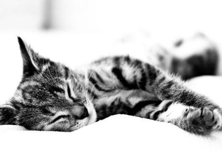 Nap Time - adorable, nap, animals, kitty, black and white, kitten, cats, beautiful, cute