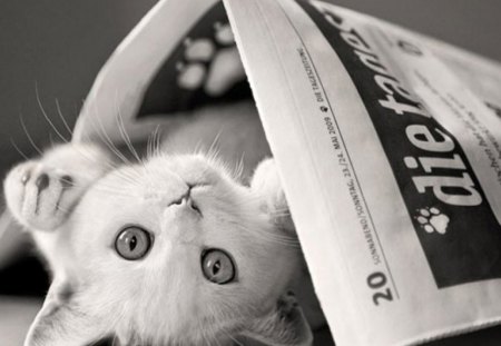 * - cat, photography, wp, funny, bw, comic, white cat, paper, animal