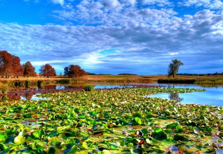 LILY POND - lilies, sky, clouds, pads, pond