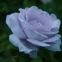 Blues, Blue Rose