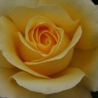 A lovely yellow glorious rose.