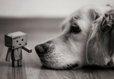 For my dear G*heart - animal, photography, cute, bw, dog, danbo