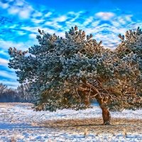 tree in winter hdr