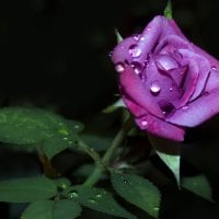 Rose in the night.