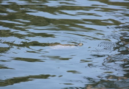 Turtle Waves - turtle, swimming, pond, park