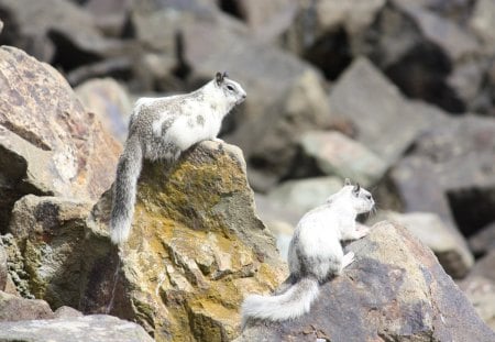 Squirrels Sun Bathing - harbor, animals, rocks, sitting