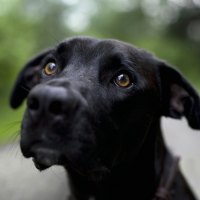 Black Labrador, Can I have Some