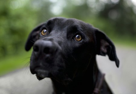 Black Labrador, Can I have Some - nice, sky, trees, eyes, black, path, road, legs, paws, face, mouth, labrador, dog, green, cute, nose, daylight, day, large, nature, ears, beautiful, animal, gray