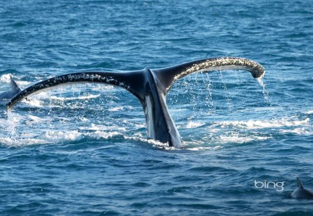 Tail of Humpback Whale Queensland Australia - Queensland, Whale, Tail, of, Australia, Humpback