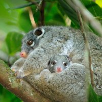 Female green ringtail possum With Joey