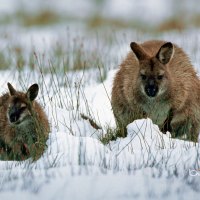 Wallaby With Joey In Snow Tasmania