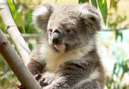 Koala In A Tree Australia - in, a, koala, tree, australia