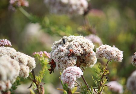 Bees Feeding - flowers, beach, sand, bee