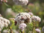 Bees Feeding