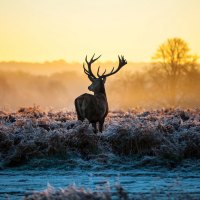 Deer at dawn in a field