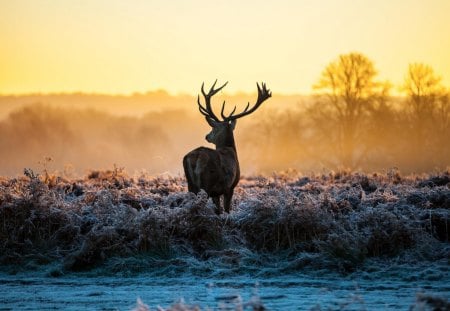 Deer at dawn in a field - dawn, grass, deer, fields