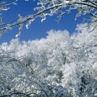 Snow Covered Branches