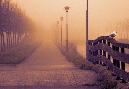 The foggy alley - tree, street, foggy, alley