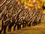 Fruit trees in the garden