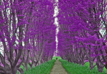 Purple Path - path, trees, nature, purple, green, grass