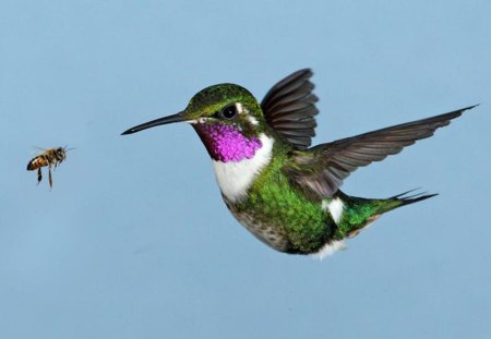 Bee Eater - bee, animals, nature, birds