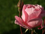 The Gorgeous Pink Rose