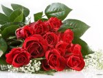 beautiful red roses