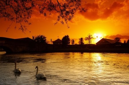 Beautiful Sunset - swan, evening, splendor, reflection, swans, lake, houses, sky, sun, clouds, house, sunlight, water, beautiful, beauty, lovely, nature, sunset, peaceful